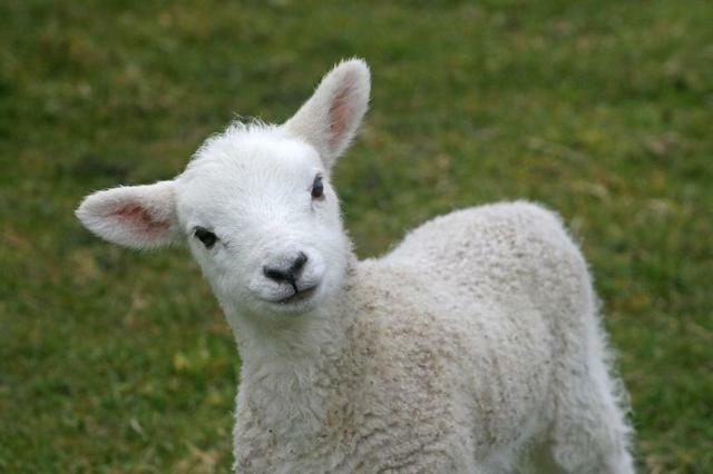Silsden Pickersgill Manor Farm B&B 외부 사진